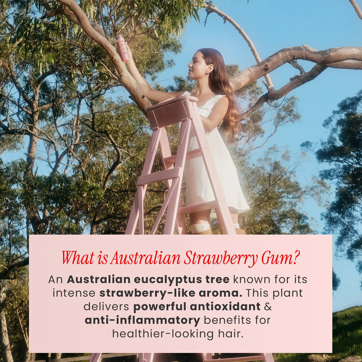 STRAWBERRY GUM INFRARED TRIO